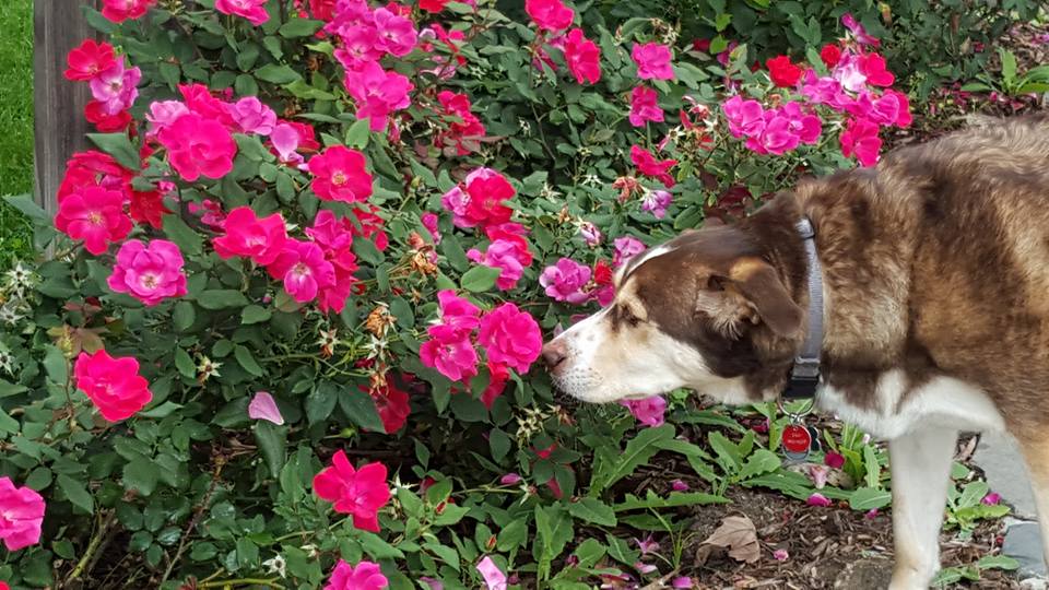 flowers dog