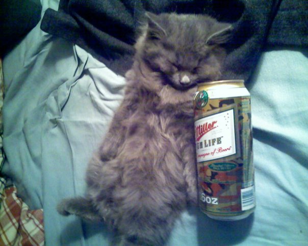 cat beer