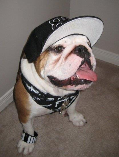 dog in hat